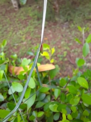 Schizocephala bicornis