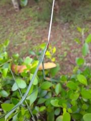 Schizocephala bicornis