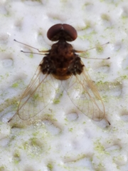 Chrysopilus basilaris