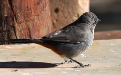 Curruca subcoerulea cinerascens