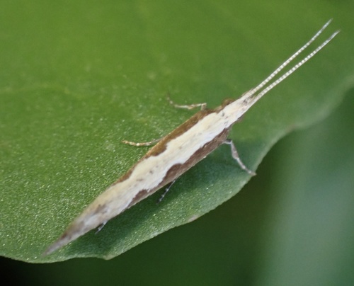 molička kapustová (Plutella xylostella)