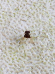 Chrysopilus basilaris
