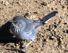 Curruca subcoerulea cinerascens