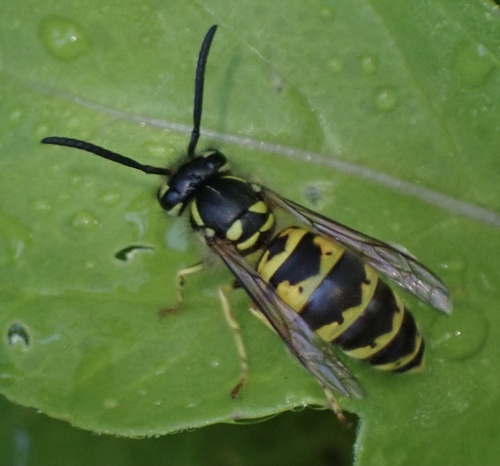 Osa obyčajná (Vespula vulgaris)