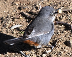 Curruca subcoerulea cinerascens
