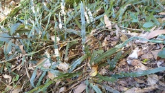 Asplenium attenuatum