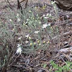 Olearia pimeleoides
