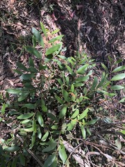 Acacia complanata
