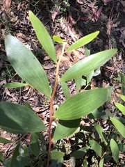 Acacia complanata