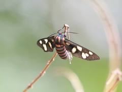 Amata passalis
