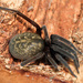 Phyxelidid Spiders - Photo (c) magriet b, some rights reserved (CC BY-SA), uploaded by magriet b