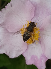 Eristalis pertinax
