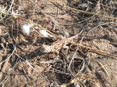 Phrynocephalus guttatus