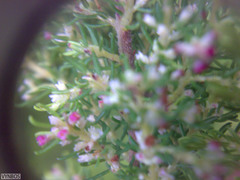 Erica tristis