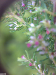 Erica tristis
