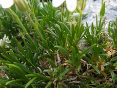 Cerastium julicum