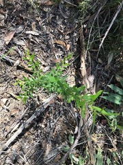 Grevillea quadricauda