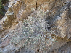 Brickellia frutescens