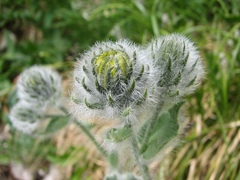 Hieracium villosum