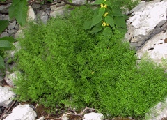 Asplenium fissum