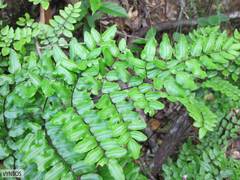 Pellaea pteroides