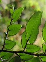 Pellaea pteroides