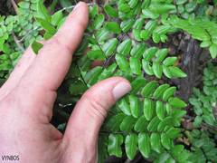 Pellaea pteroides