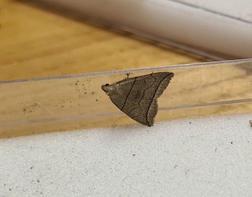 Small Fan-foot, De Marne, Groningen, Netherlands, photo 7 of 10