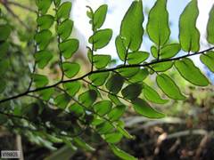 Pellaea pteroides