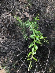 Grevillea quadricauda