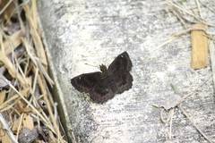 Staphylus hayhurstii