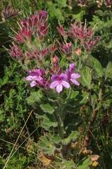 Pelargonium cucullatum cucullatum