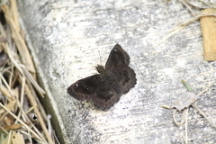 Staphylus hayhurstii