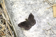 Staphylus hayhurstii