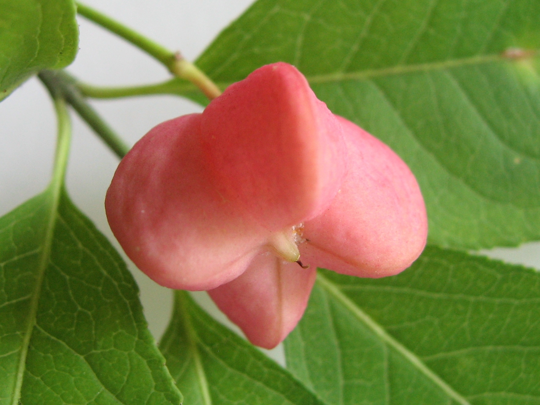 Euonymus bungeanus