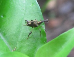 Amylopterus prasinus