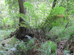 Cyathea capensis