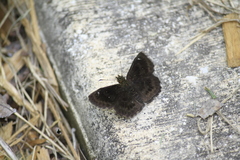 Staphylus hayhurstii