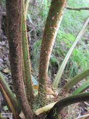 Cyathea capensis