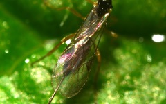 Orthocentrinae