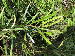 Notelaea linearis