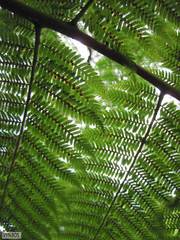 Cyathea capensis
