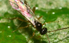 Orthocentrinae
