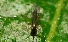 Orthocentrinae