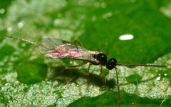 Orthocentrinae