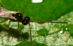 Orthocentrinae
