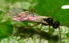 Orthocentrinae