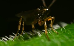 Orthocentrinae