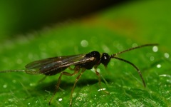 Orthocentrinae