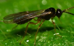 Orthocentrinae